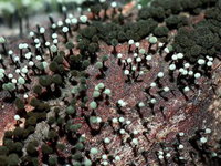 De schimmel rukt op en dat is niet zonder gevaar