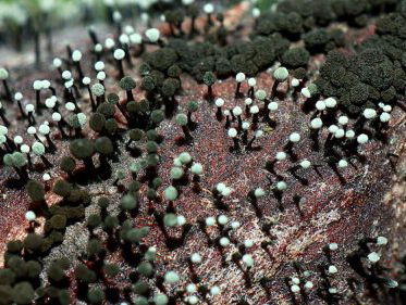 Opmars Rhodondendron-knopvreter