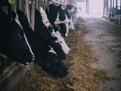 Kamperen tussen de koeien!