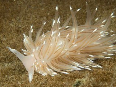 Steeds meer zeenaaktslakken