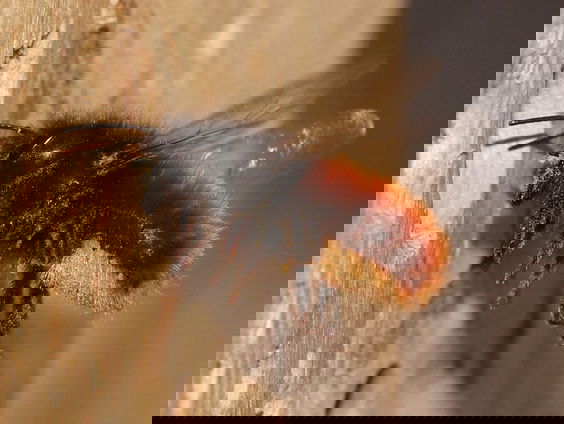 Metselbijen in de boomgaard