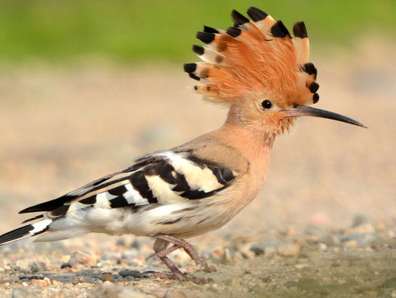Grootste stinkerds van Nederland: broedende hop!