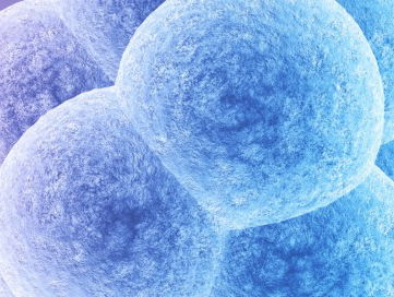 'We moeten niet met embryo's knutselen'