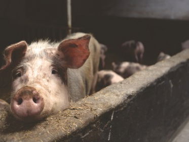 Vasten voor de Varken