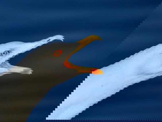 Gemeente Den Haag gaat meeuweneieren insmeren met maisolie