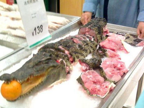 Krokodillen fokken voor het vlees?