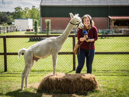 Wandelen met alpaca's: moeten we dat wel willen?!