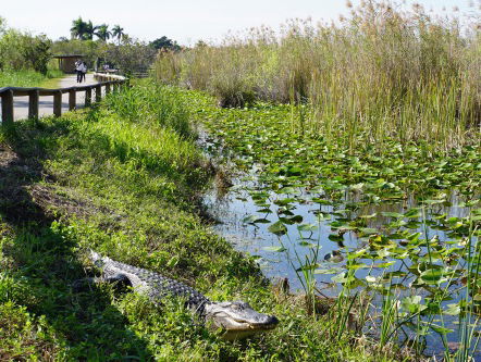 Bedreigd erfgoed: de Everglades schoonmaken