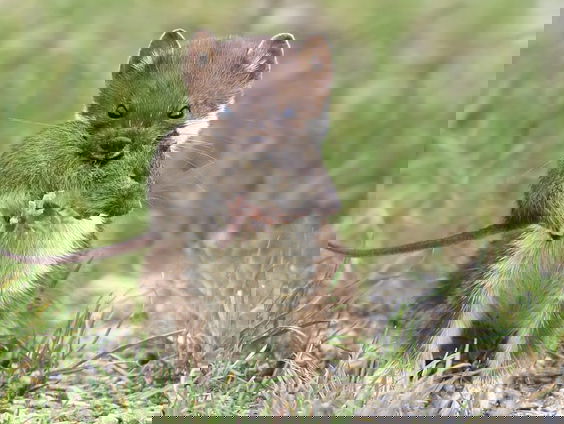 Bunzing, hermelijn en wezel