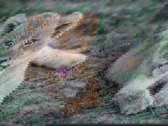 Welpjes, stokstaartjes en servals: steeds meer exotische huisdieren in Nederland