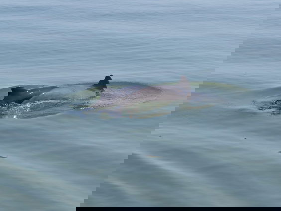 Wat zeggen bruinvissen?