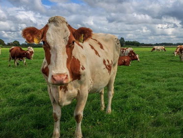 Boeren en natuurorganisaties om tafel