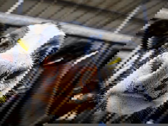 Mileufraudezaak illegale mestdump op Nederlandse en Duitse akkers