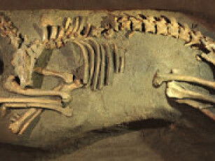 Het oudste menselijk skelet van Nederland