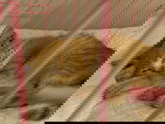 Ook talloze huisdieren in nood na explosie Beiroeit