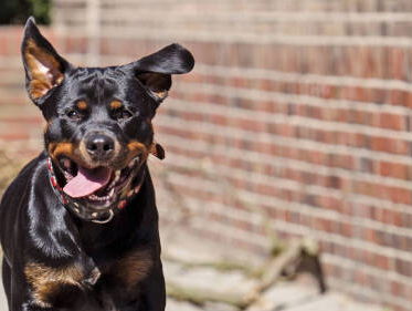 21 hondensoorten gevaarlijk, eigenaar moet op cursus
