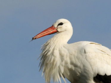 Beleef de Lente 2017 - ooievaarskuiken