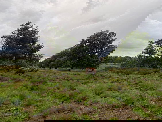 Kwaliteit van de natuur in Brabant gaat hard achteruit