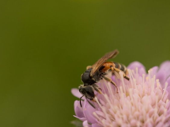 Alles voor de knautiabij