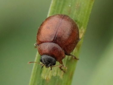 Nieuwe soort: ongevleugeld lieveheersbeestje