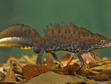 Fenolijn 27 juni 2021