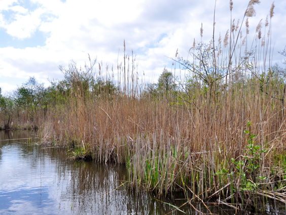 Broedvogels van het Naardermeer