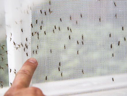 Driekwart insecten verdwenen, landbouw mogelijk boosdoener