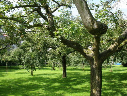 Daten in de boomgaard!