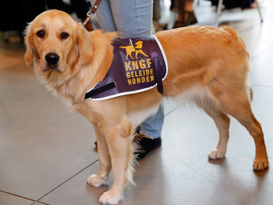 Ook de geleidehonden in opleiding mogen eindelijk weer naar school