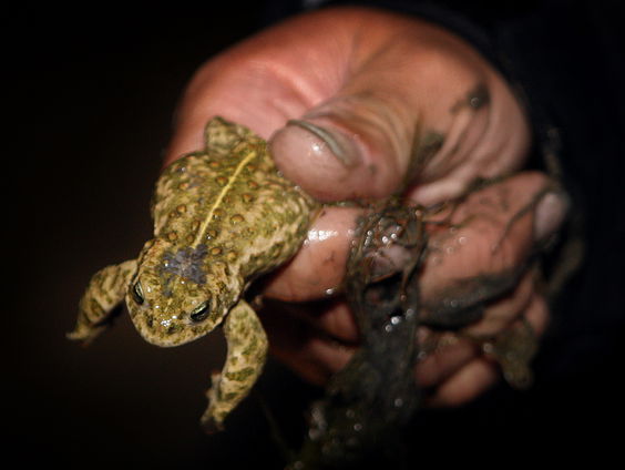Boswachter Arjan Postma over het paarseizoen voor dieren