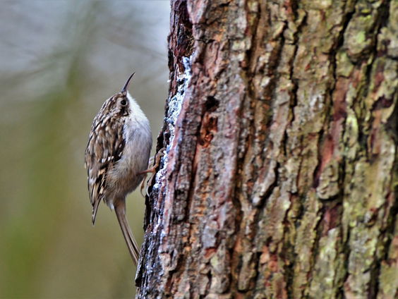 Waar slapen boomkruipers?