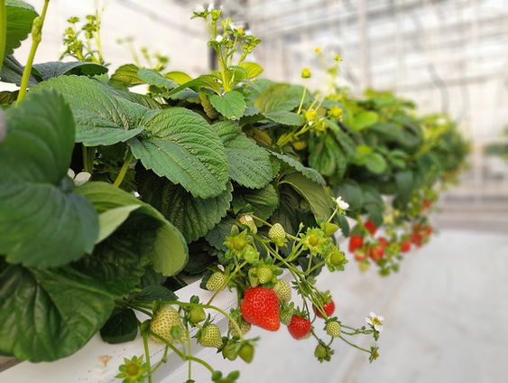Smakeloze winteraardbei in de ban