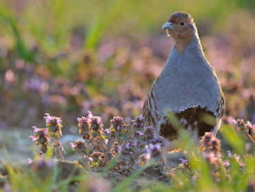 Toename insecten bij patrijzenproject Partridge