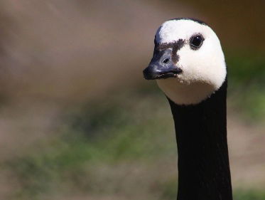 Arctische ganzen last van vervuiling