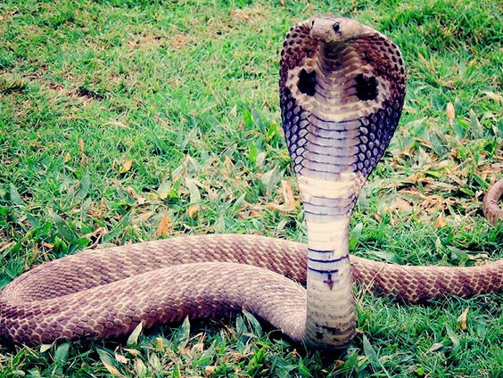 Koningscobra doet het alleen