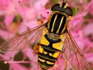 Eerste veldgisd voor zweefvliegen is een feit