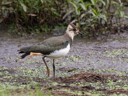 Vroeg wakker om de weidevogel te redden!