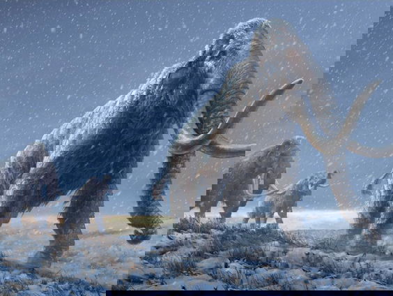 Mammoet-DNA werpt nieuw licht op mens, dier en soorten