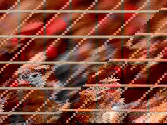 Hoe krijgen we die vogelgrieppandemie eronder?