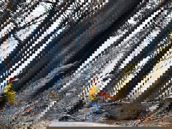 Meer ontbossing in Australiƫ dan gedacht