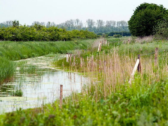 Burger mag meepraten over natuurherstelwet