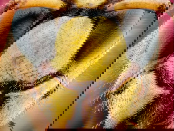 Insecten zijn fotogeniek in de ogen van Marco Jongsma