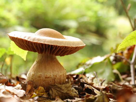 Wildplukken: the do's en don'ts