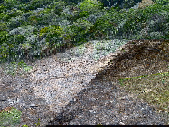 Gast: Sigrid Deters van Greenpeace over ontbossing in de Amazone