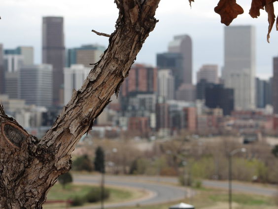 Lang leve de stadsboom!