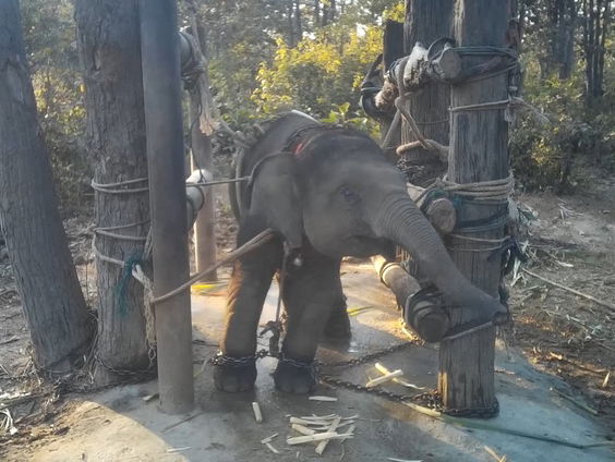 Steeds meer Thaise olifanten mishandeld voor toerisme-industrie
