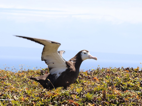 Uniek: onderzoekers hangen gps-tracker aan albatrosjong
