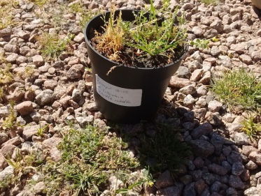 Strandrupsklaver: nieuwe 'camping' plantensoort