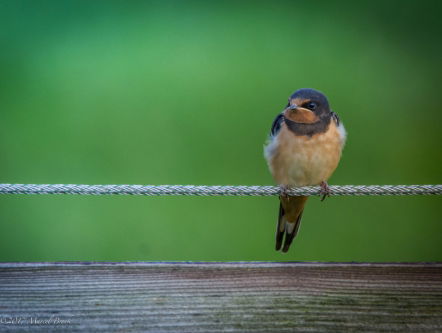 Wat is er aan de hand met de zwaluwen?