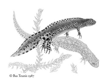 Salamanders getekend voor de wetenschap